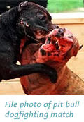 Pit bull dogfighting