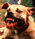 File photo of a vicious pit bull