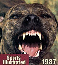 Pit bull friend or killer?