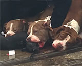 Pit Bulls Shot After Killing Dog on SkidRow