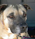Beans killed by Victory dog at Best Friends sanctuary