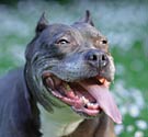 American staffordshire terrier photo