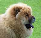 chow
