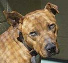 pit bull dangerous dog