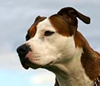 pit