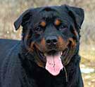 rottweiler dangerous dog