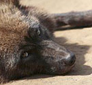Wolf hybrid canid hybrid