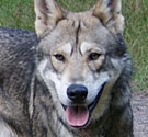 Wolf hybrid canid hybrid