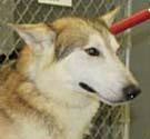 Wolf hybrid canid hybrid