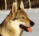 wolf