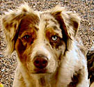 Australian shepherd Australian shepherd