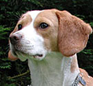 Beagle Beagle
