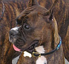 Boxer Boxer