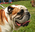 English bulldog English bulldog