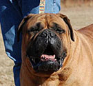Bullmastiff Bullmastiff