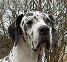 Great dane Great dane