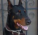 Doberman pinscher Doberman