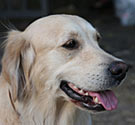 Golden retriever Golden retriever
