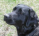 Labrador retriever Labrador