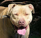 American pit bull terrier Pit bull