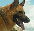 German shepherd German shepherd