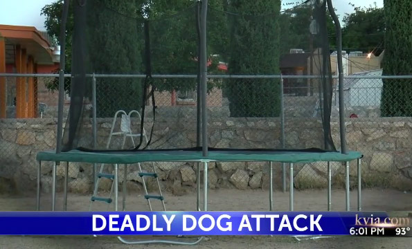 backyard where dogs killed el paso boy