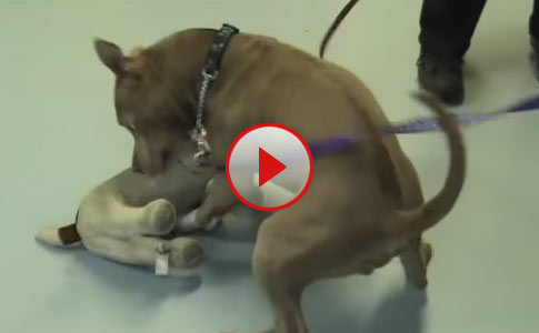 pit bul attacks decoy dog, victoria canada