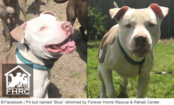 forever home rescue and rehabilitation center adopts out pit bull that kills woman