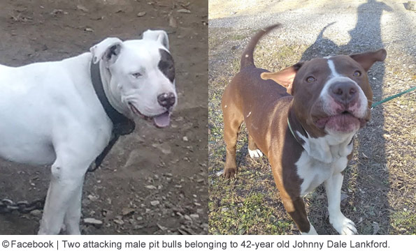 Johny Dale Lankford's pit bulls killed woman