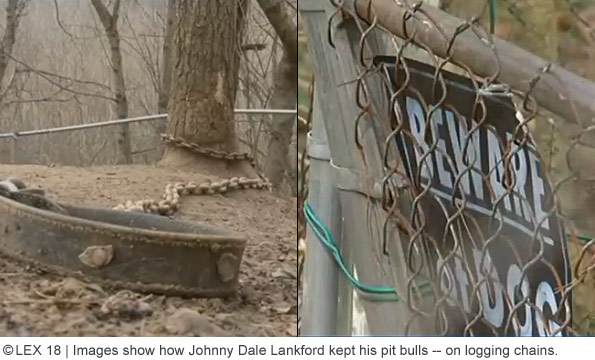 Johnny Dale lankford kept his pit bulls on logging chains