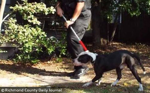pit bull kills owner in hamlet, north carolina