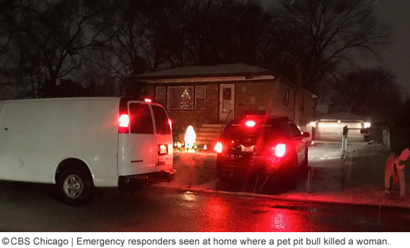 Pit bull kills owner in alsip, illinois, dorothy ford