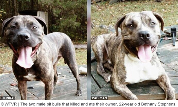 two male pit bulls that killed bethany stephens, tonka and pacman