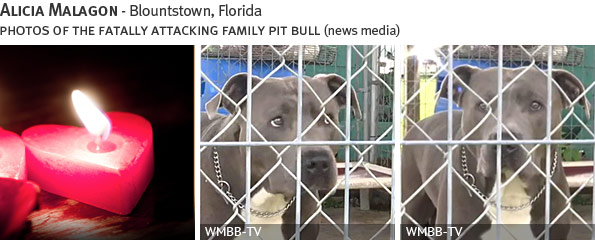 Alicia Malagon fatal dog attack - pit bull, breed identification photograph