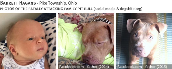 Barrett Hagans fatal dog attack - pit bull, breed identification photograph