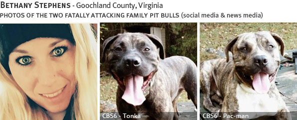 Bethany Stephens fatal dog attack - pit bull, breed identification photograph
