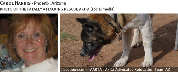 Carol Harris fatal dog attack - akita, breed identification photograph