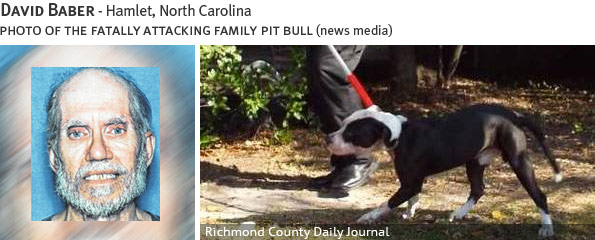 David Baber fatal dog attack - pit bull, breed identification photograph