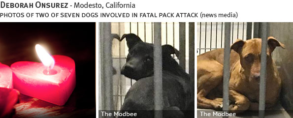 Deborah Onsurez fatal pack attack involving pit bulls, breed identification photograph