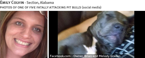 Emily Colvin fatal pit bull attack - pit bull, breed identification photograph