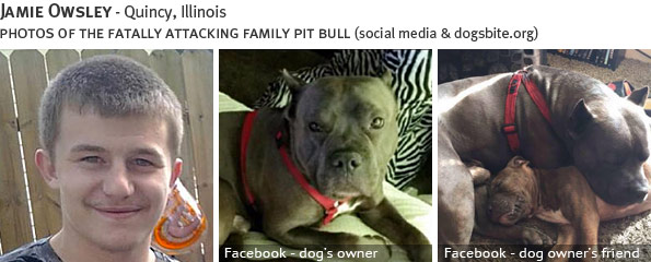 Jamie Owsley fatal dog attack - pit bull, breed identification photograph