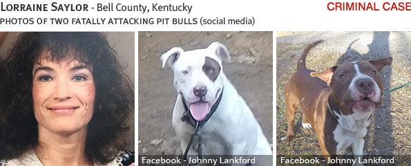 Lorraine Saylor fatal dog attack - pit bull, breed identification photograph