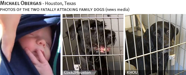 Michael Obergas fatal dog attack - giant schnauzer and labrador, breed identification photograph