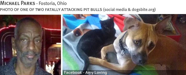 Michael Parks fatal dog attack - pit bull, breed identification photograph