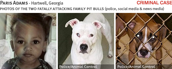 Paris Adams fatal dog attack - pit bull, breed identification photograph