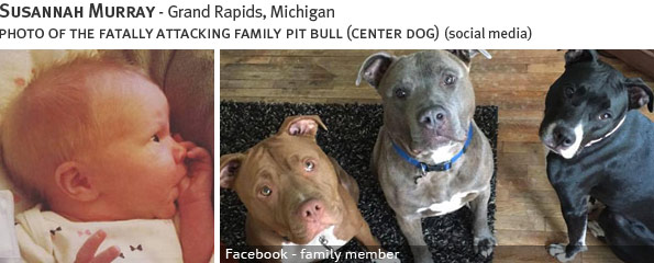 Susannah Murray fatal dog attack - pit bull, breed identification photograph
