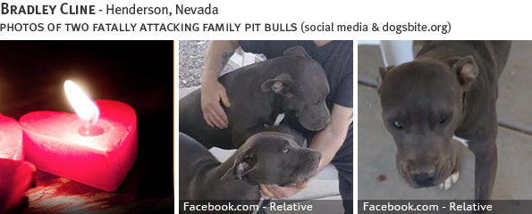 Bradley Cline fatal pit bull attack - breed identification photograph