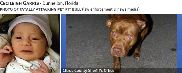 Cecileigh Garris fatal dog attack - pit bull, breed identification photograph