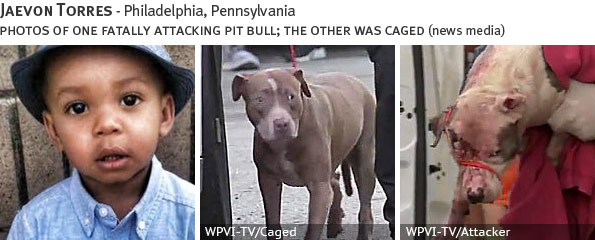 Jaevon Torres fatal dog attack - pit bull, breed identification photograph