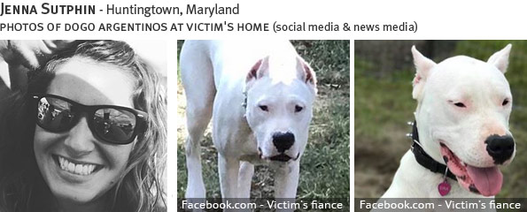 Jenna Sutphin fatal dog attack - pit bull, breed identification photograph